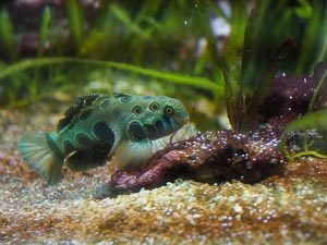 bunter Fisch